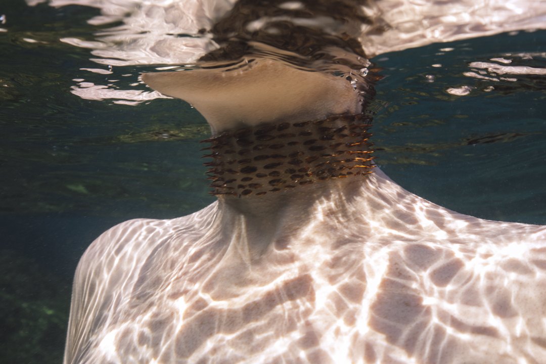 Desús, underwater collar