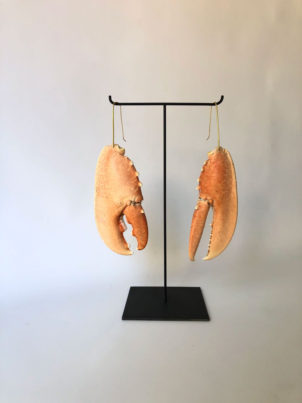 Claws, lobster claw earrings with brass hooks