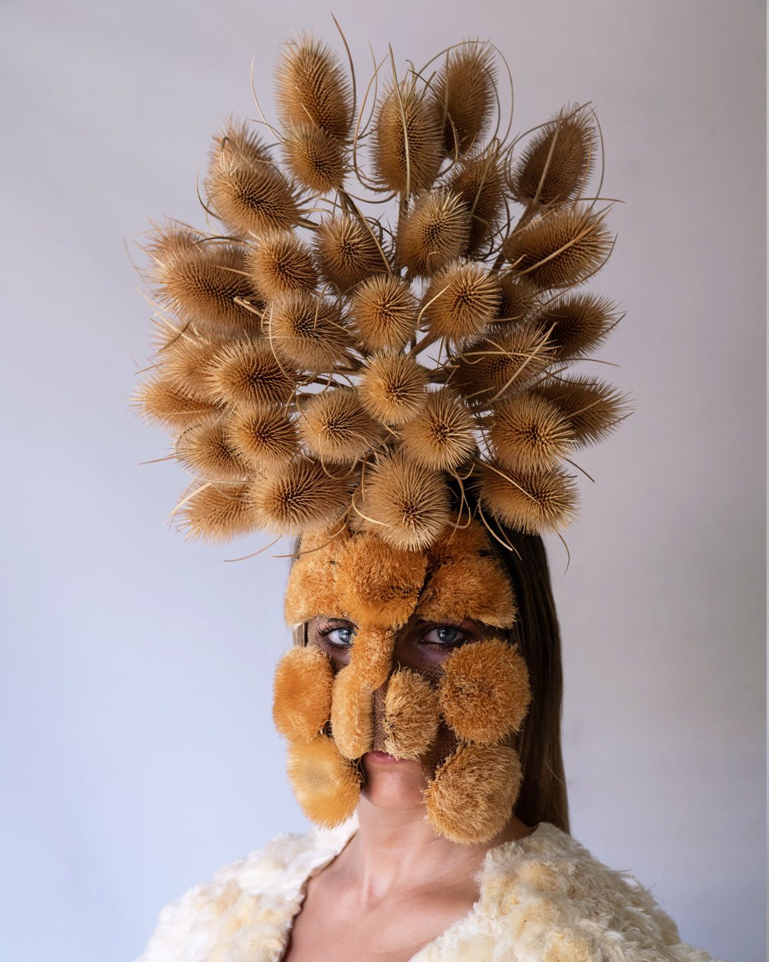Resilient meadow, wild teasel crown
